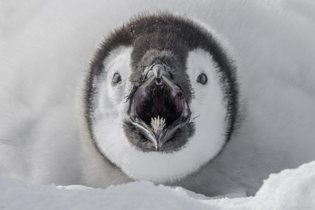 OTL23-24, Day 7, Snow Hill 5 (2) © Sara Jenner - Oceanwide Expeditions.jpg