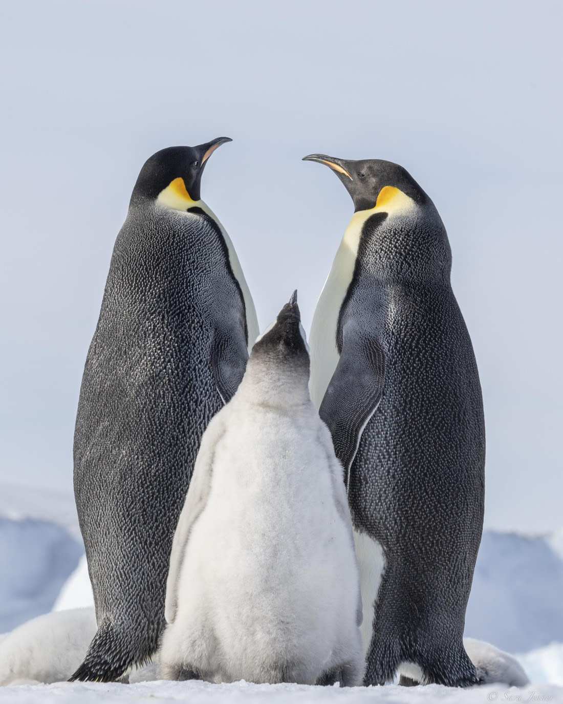 OTL23-24, Day 7, Snow Hill 6 (2) © Sara Jenner - Oceanwide Expeditions.jpg