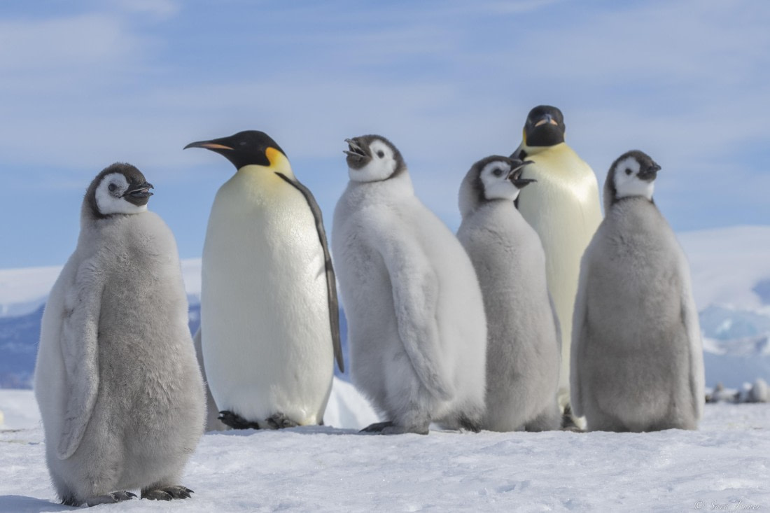 OTL23-24, Day 7, Snow Hill 8 © Sara Jenner - Oceanwide Expeditions.jpg