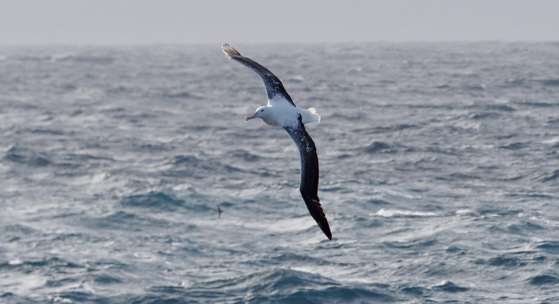 HDS23-24, Day 3, SouthernRoyalAlbatross © Meike Sjoer - Oceanwide Expeditions.JPG