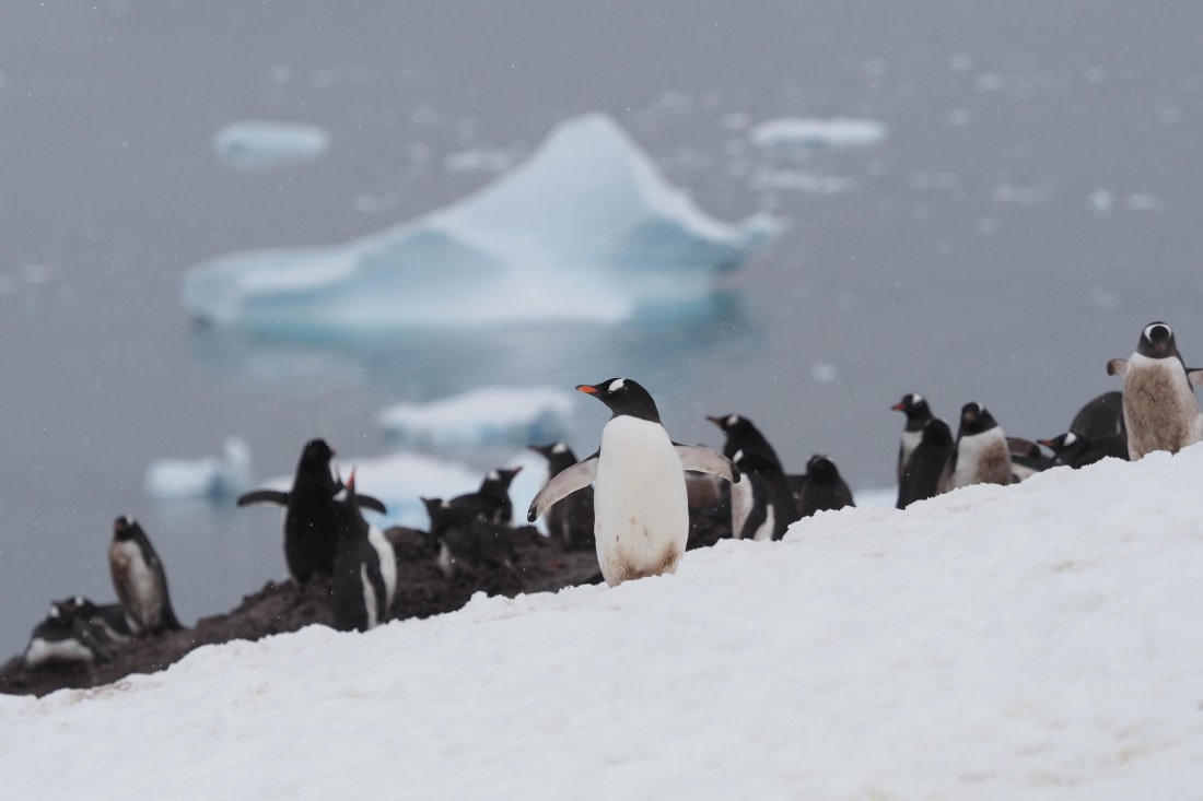 HDS23-24, Day 8, danco-gentoos © Meike Sjoer - Oceanwide Expeditions.JPG