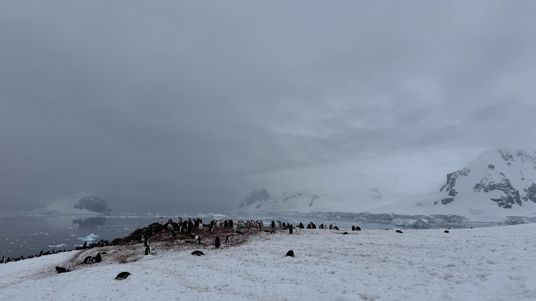 HDS23-24, Day 8, dancoisland © Meike Sjoer - Oceanwide Expeditions.JPG