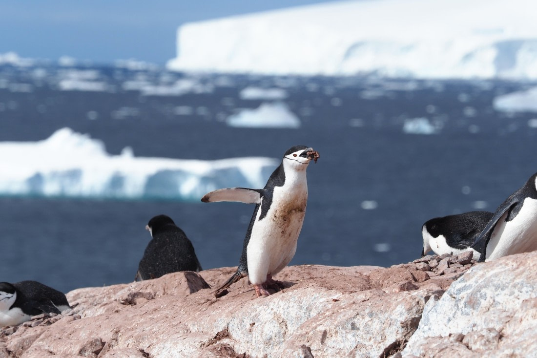 HDS23-24, Day 9, CHINSTRAP ORNE © Meike Sjoer - Oceanwide Expeditions.JPG
