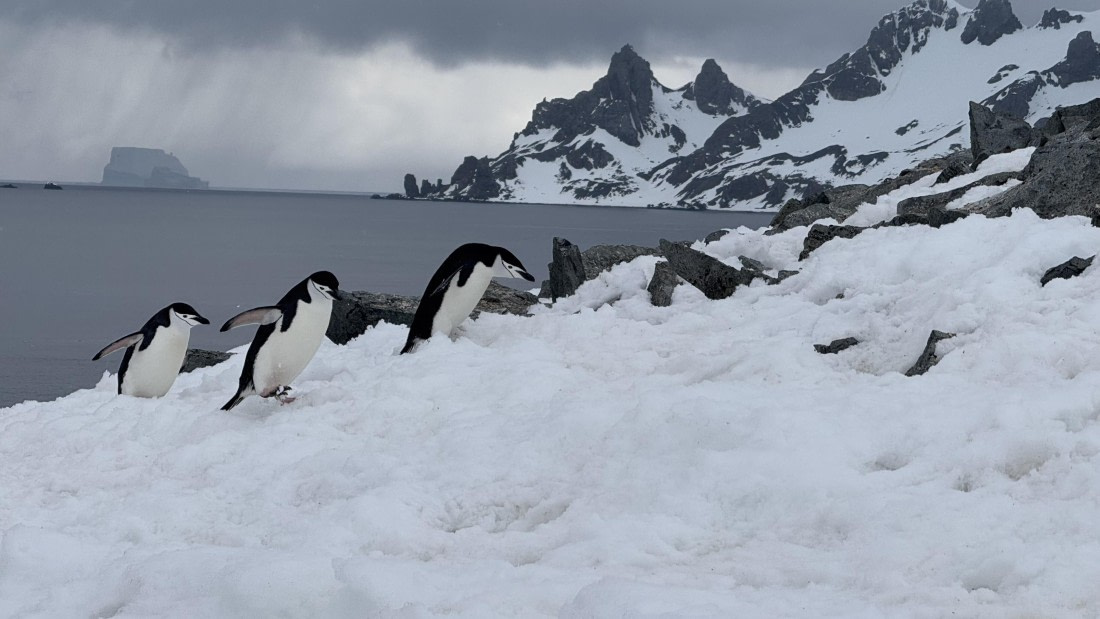 HDS23-24, Day 10, 12-2-Half-Moon-IMG_6471 © Unknown photographer - Oceanwide Expeditions.jpg