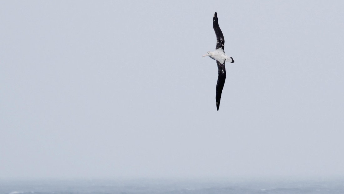 HDS23-24, Day 11, TRISTAN Albatross © Meike Sjoer - Oceanwide Expeditions.JPG