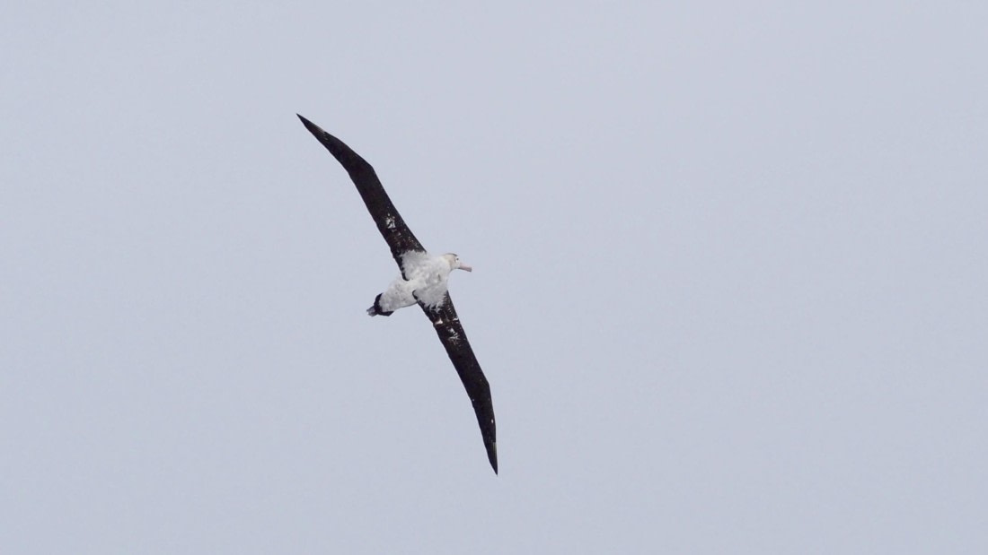 HDS23-24, Day 11, TristanAlbatross2 © Meike Sjoer - Oceanwide Expeditions.JPG