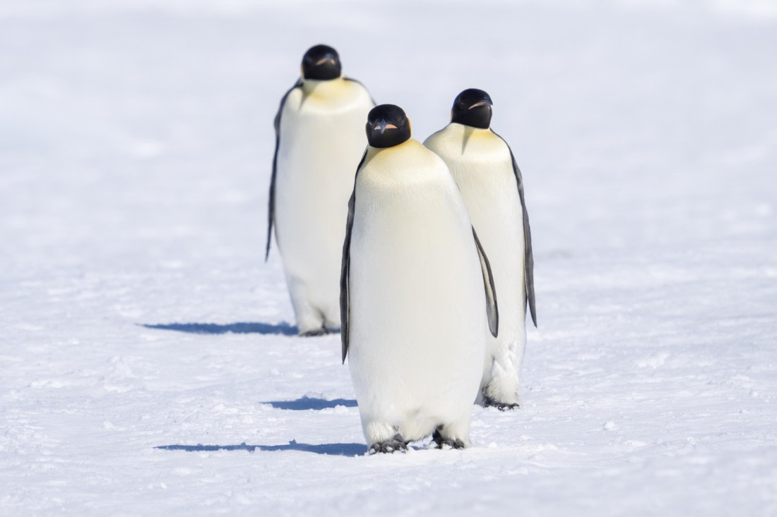 March of the Emperors