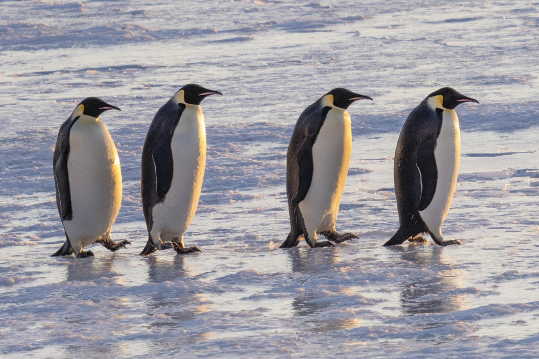 The Emperor's Abbey Road Album