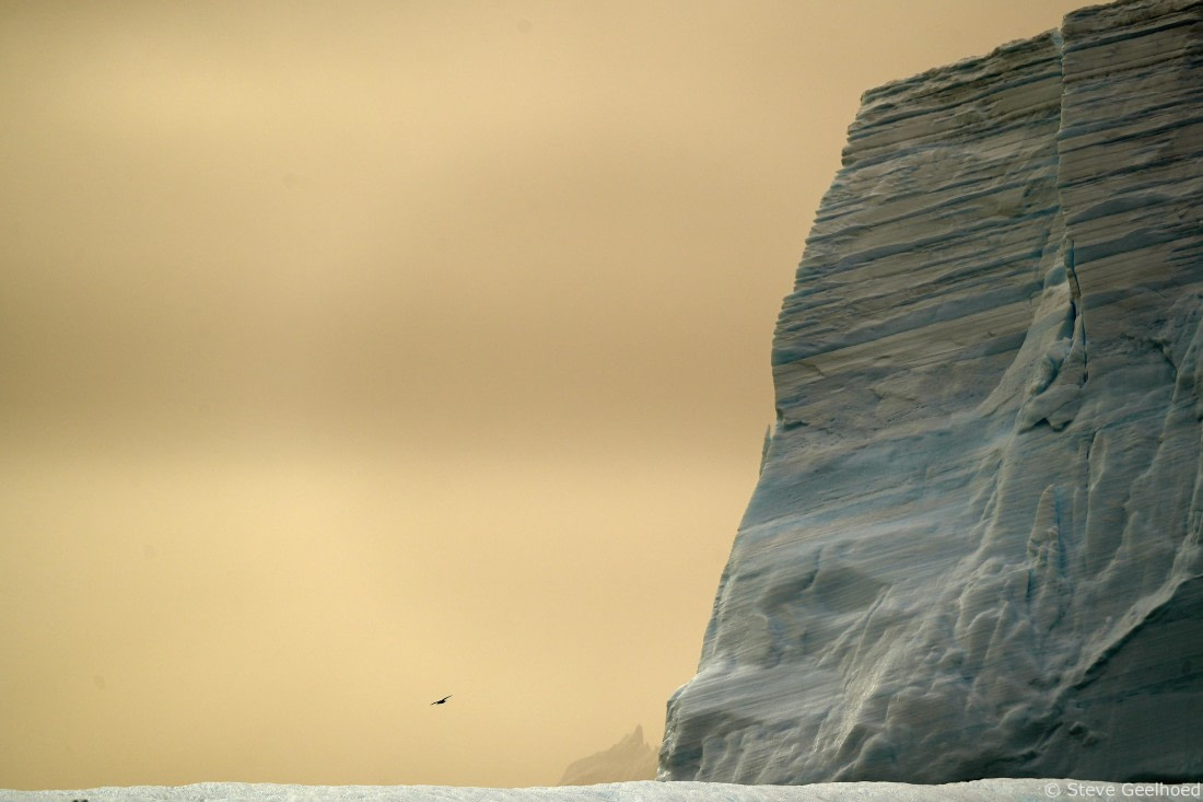 Giant petrel dwarfed