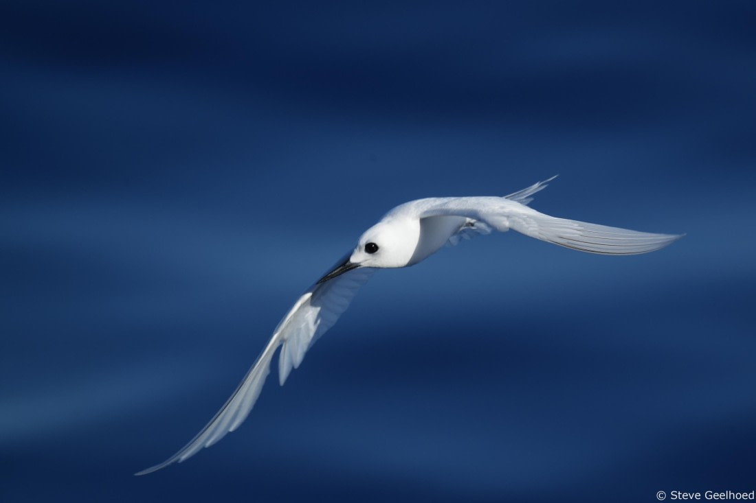 White tern