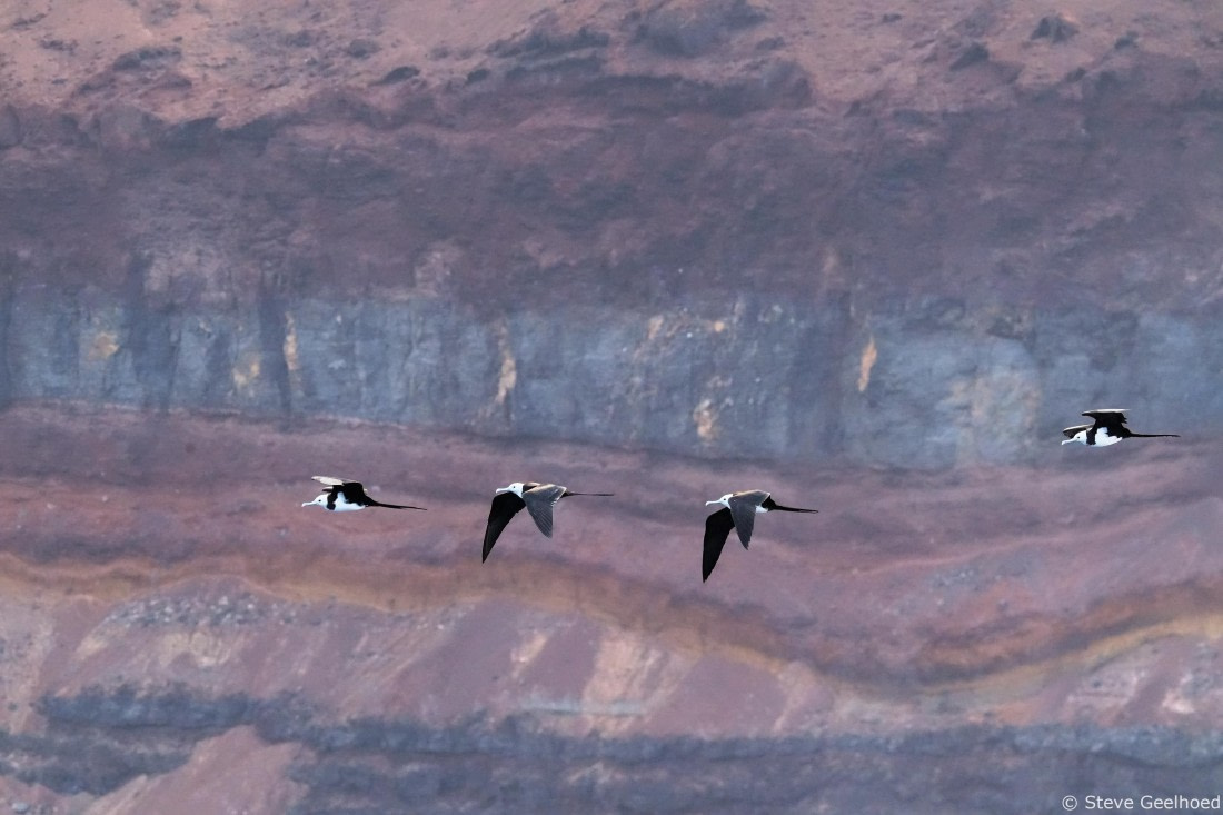 Ascension Frigatebirds