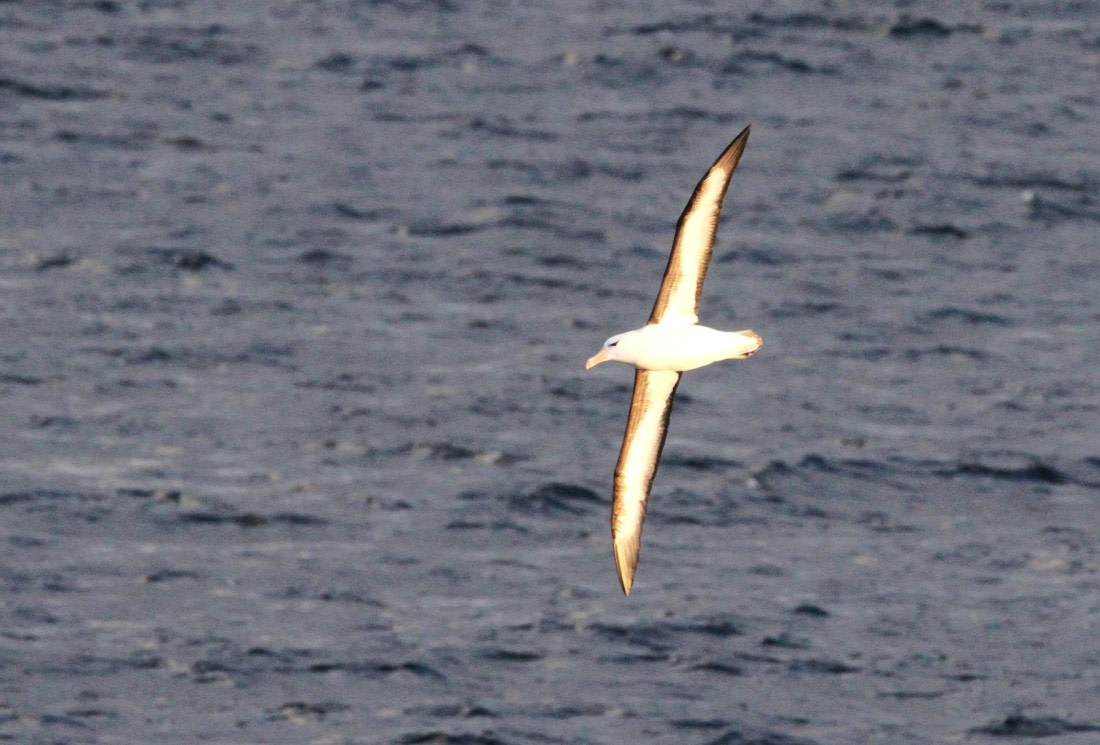 OTL24-24, Day 1, IMG_8561 © Unknown photographer - Oceanwide Expeditions.JPG