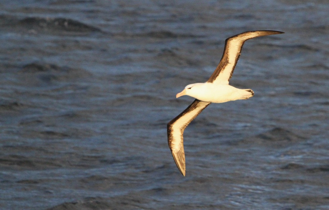 OTL24-24, Day 1, IMG_8574 © Unknown photographer - Oceanwide Expeditions.JPG