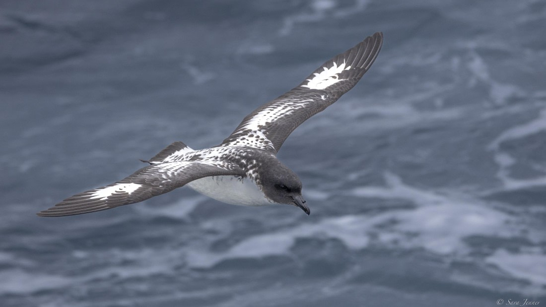 OTL24-24, Day 2, Cape Petrel © Sara Jenner - Oceanwide Expeditions.jpg