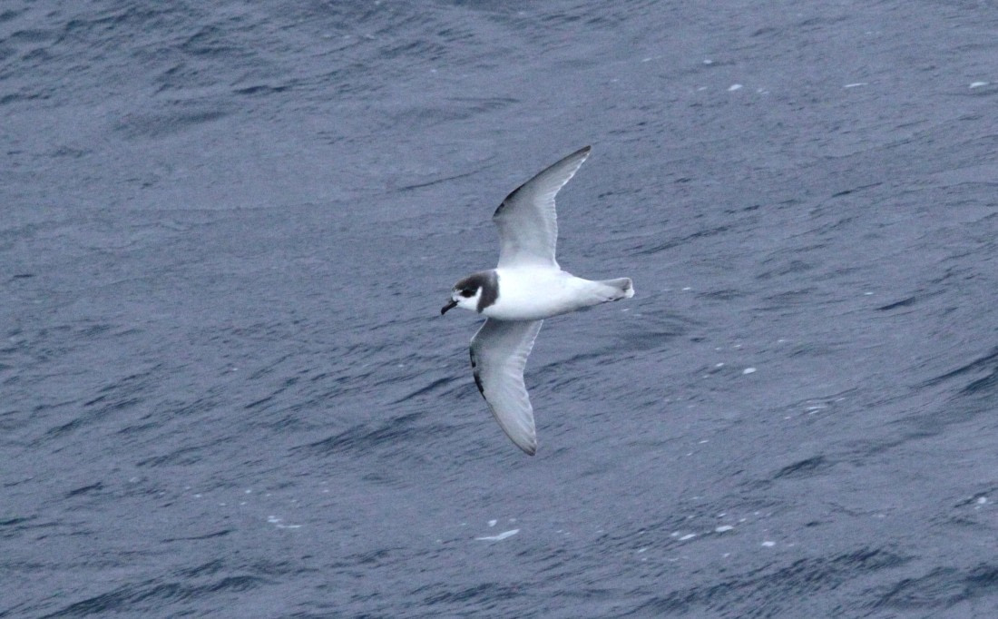 OTL24-24, Day 2, IMG_8673 © Unknown photographer - Oceanwide Expeditions.JPG