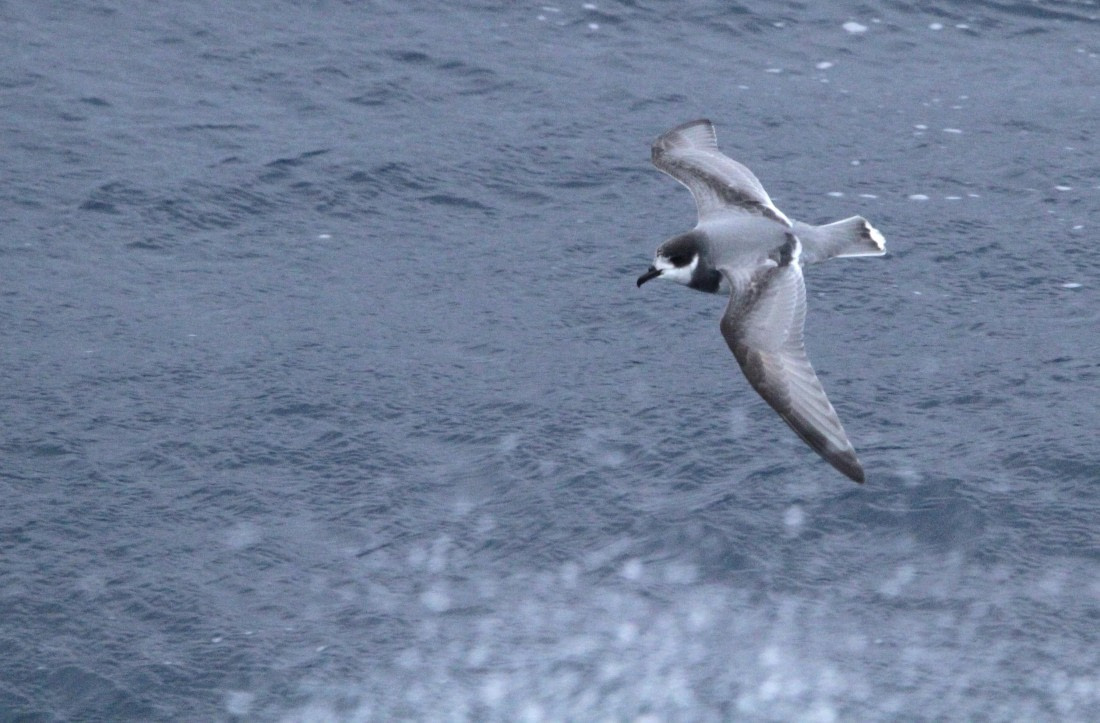 OTL24-24, Day 2, IMG_8705 © Unknown photographer - Oceanwide Expeditions.JPG