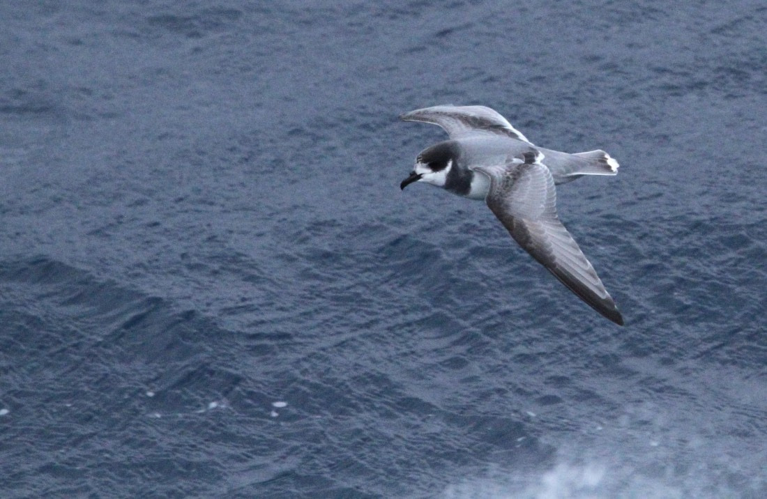 OTL24-24, Day 2, IMG_8706 © Unknown photographer - Oceanwide Expeditions.JPG