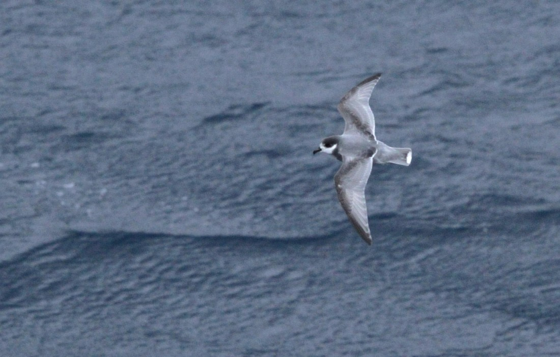 OTL24-24, Day 2, IMG_8742 © Unknown photographer - Oceanwide Expeditions.JPG