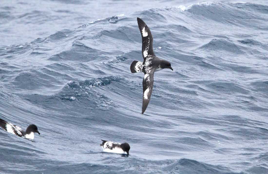 OTL24-24, Day 2, IMG_8794 © Unknown photographer - Oceanwide Expeditions.JPG