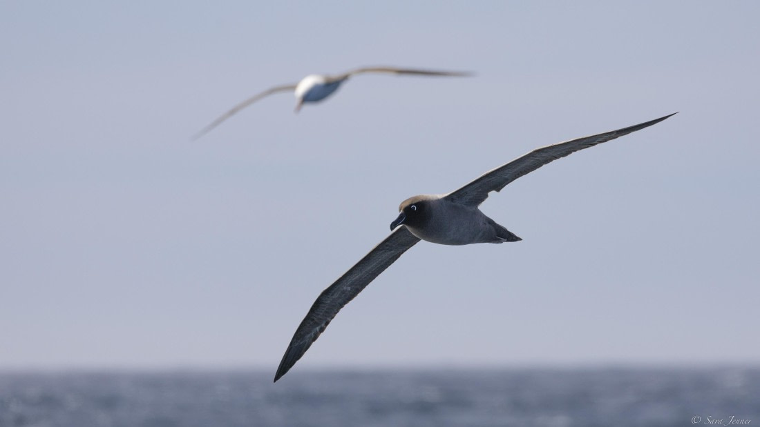 OTL24-24, Day 3, albatros 1 © Sara Jenner - Oceanwide Expeditions.jpg