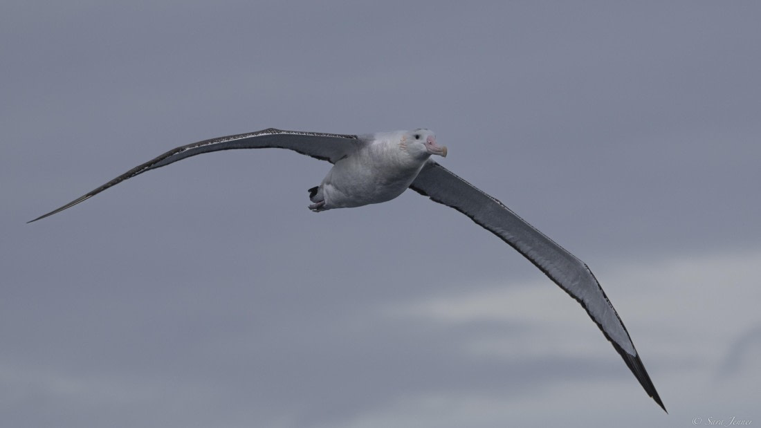 OTL24-24, Day 3, albatros 2 © Sara Jenner - Oceanwide Expeditions.jpg