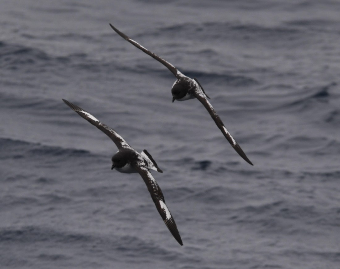 OTL24-24, Day 3, Cape petrel formation © Unknown photographer - Oceanwide Expeditions.JPG