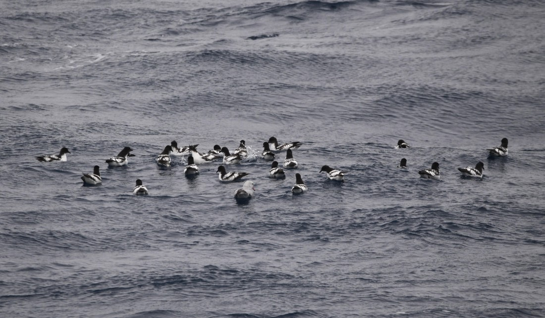 OTL24-24, Day 3, Cape petrels © Unknown photographer - Oceanwide Expeditions.JPG