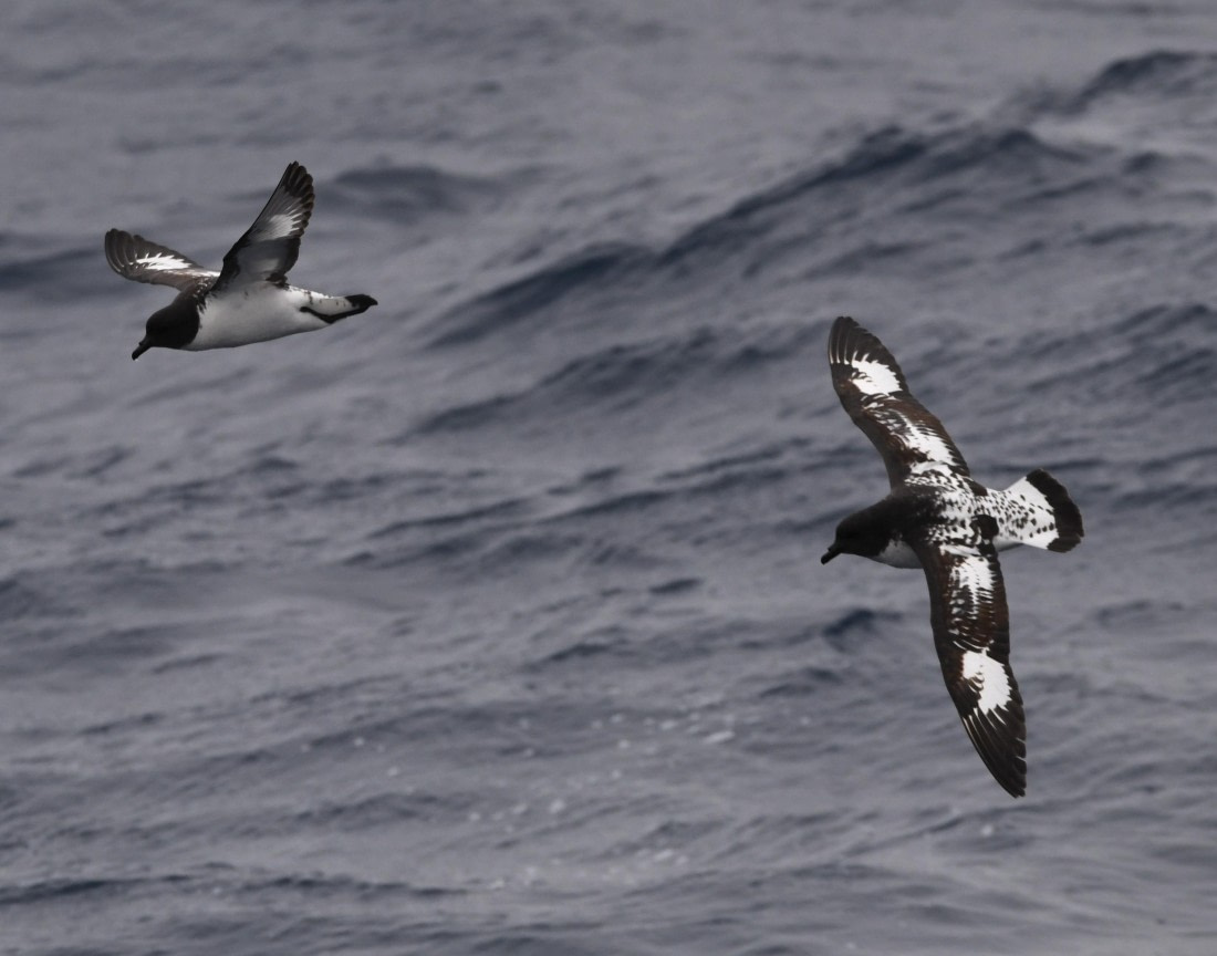 OTL24-24, Day 3, Cape petrels2 © Unknown photographer - Oceanwide Expeditions.JPG