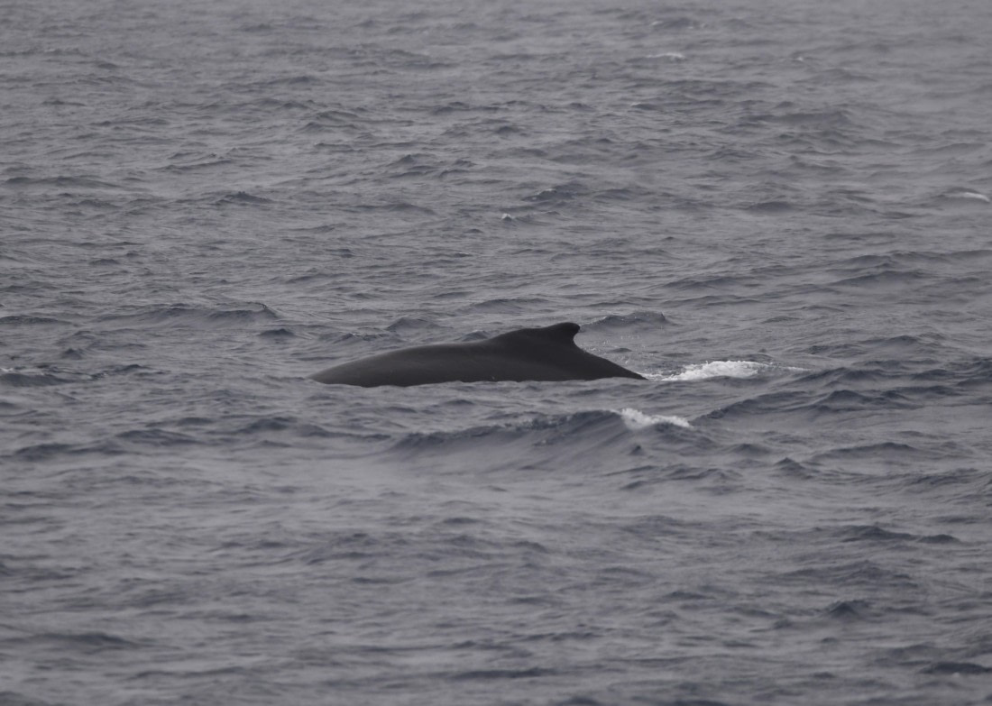 OTL24-24, Day 3, HB © Unknown photographer - Oceanwide Expeditions.JPG