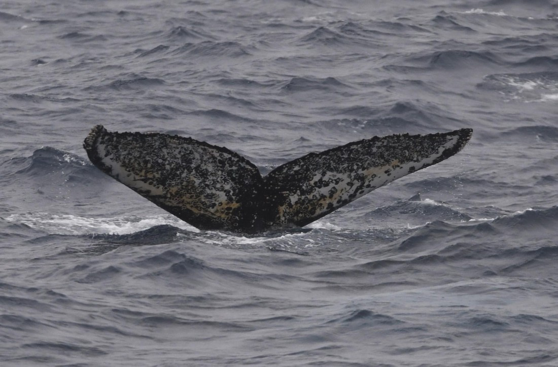 OTL24-24, Day 3, HB fluke2 © Unknown photographer - Oceanwide Expeditions.JPG