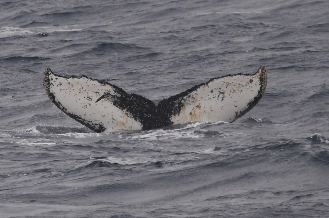 OTL24-24, Day 3, HB fluke3 © Unknown photographer - Oceanwide Expeditions.JPG