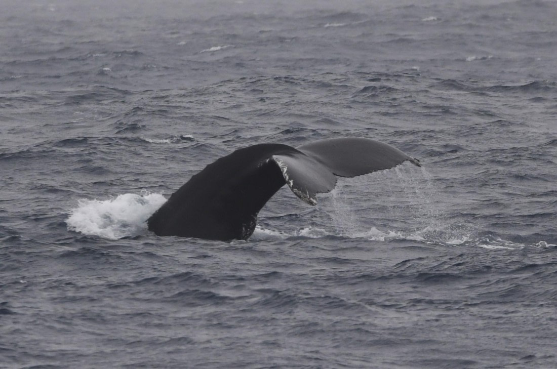 OTL24-24, Day 3, HB fluke4 © Unknown photographer - Oceanwide Expeditions.JPG
