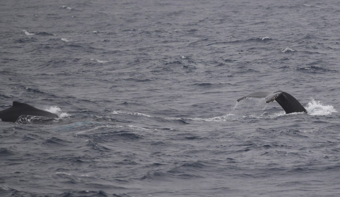 OTL24-24, Day 3, HB's © Unknown photographer - Oceanwide Expeditions.JPG