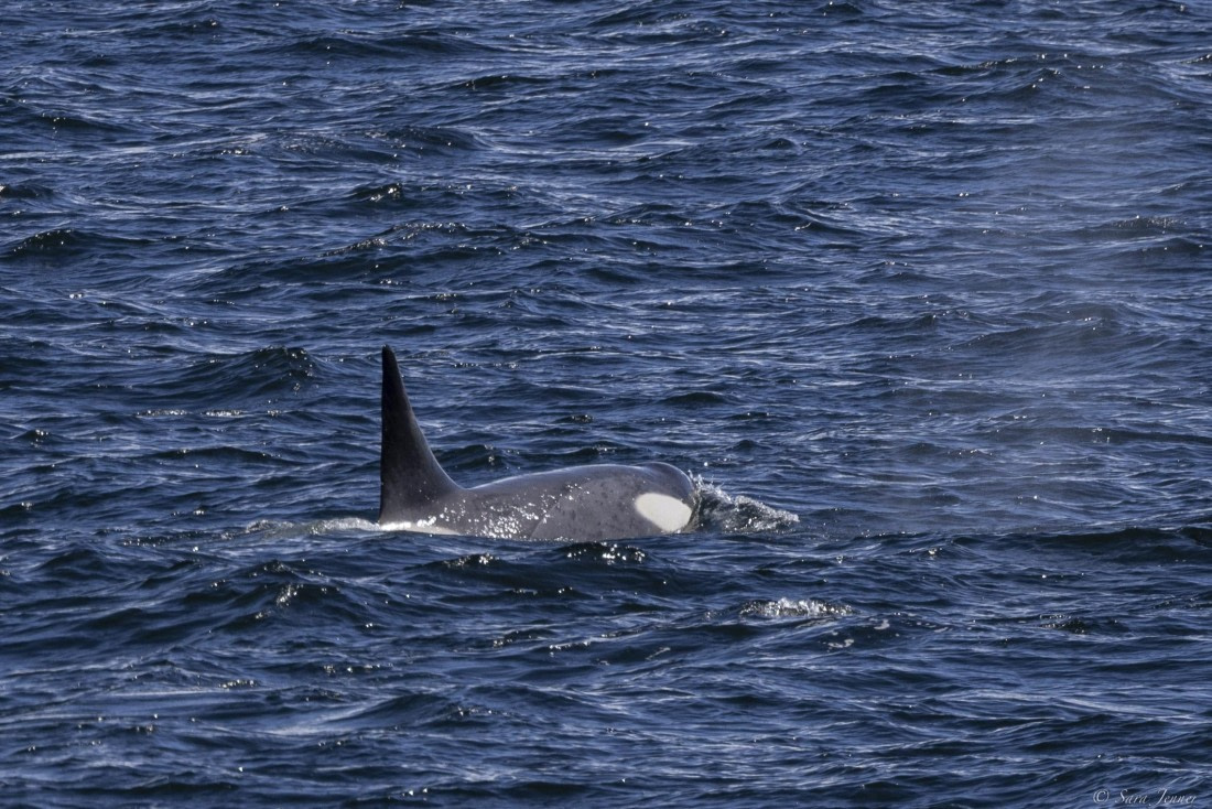 OTL24-24, Day 4, Orcas at lunchtime © Sara Jenner - Oceanwide Expeditions.jpg