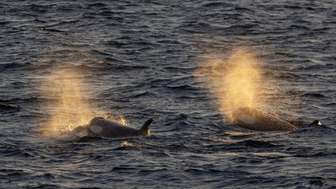 OTL24-24, Day 4, Orcas at sunset 5 © Sara Jenner - Oceanwide Expeditions.jpg