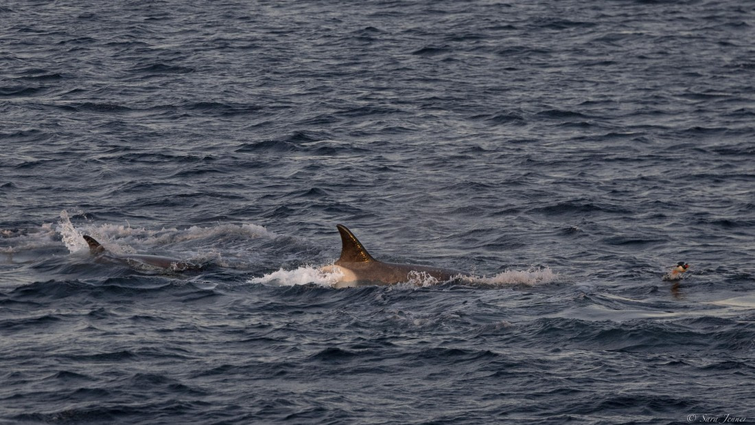 OTL24-24, Day 4, Orcas hunting penguins © Sara Jenner - Oceanwide Expeditions.jpg