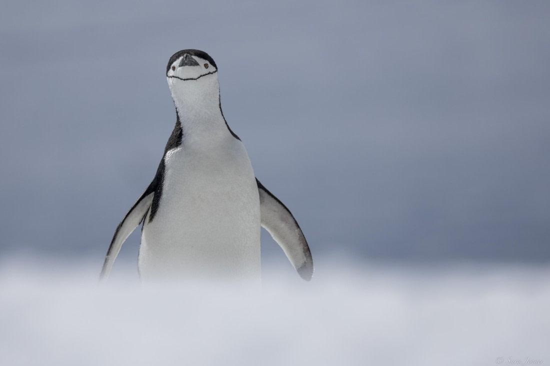 OTL24-24, Day 4, Palaver Point 4 © Sara Jenner - Oceanwide Expeditions.jpg