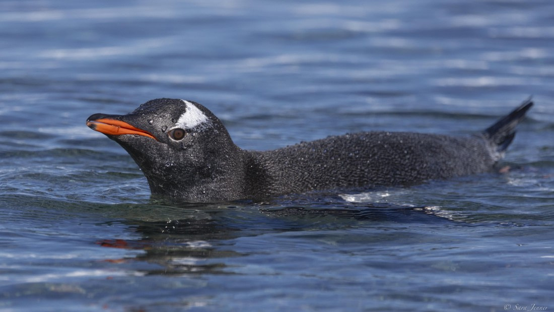 OTL24-24, Day 5, Gentoo 2 © Sara Jenner - Oceanwide Expeditions.jpg