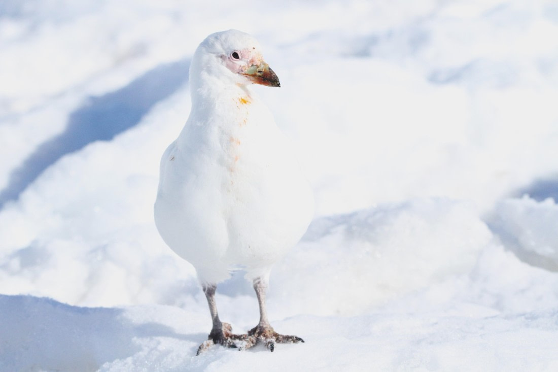 OTL24-24, Day 5, IMG_8997 © Unknown photographer - Oceanwide Expeditions.JPG