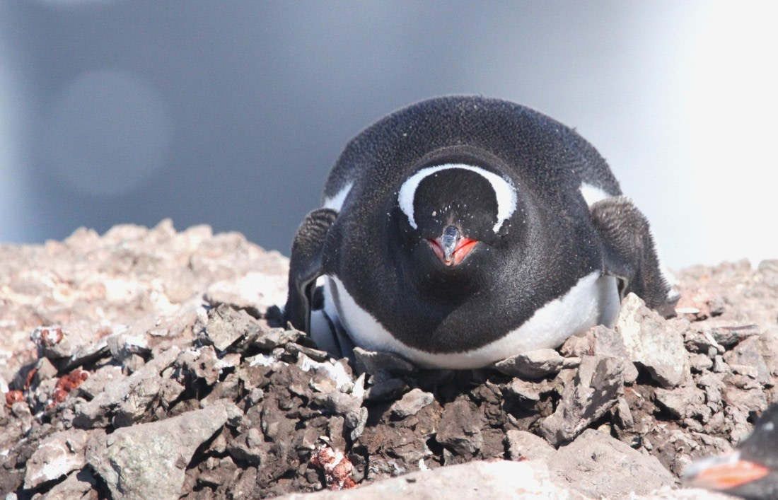 OTL24-24, Day 5, IMG_9143 © Unknown photographer - Oceanwide Expeditions.JPG