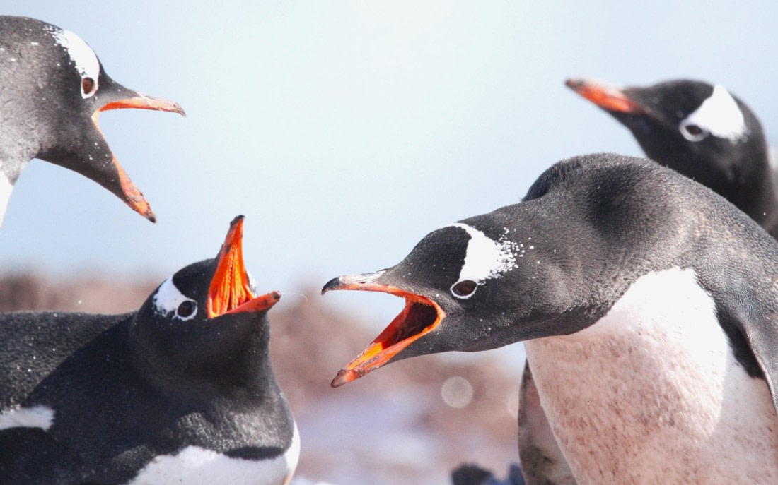 OTL24-24, Day 5, IMG_9316 © Unknown photographer - Oceanwide Expeditions.JPG