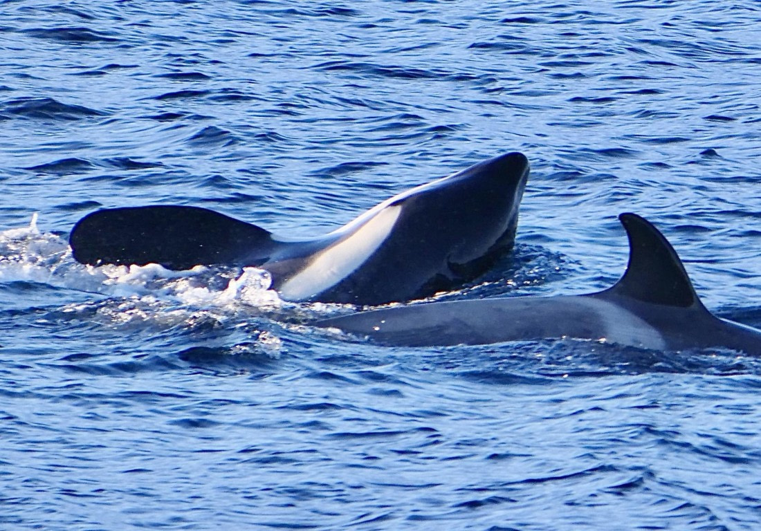 OTL24-24, Day 5, P1092635 © Unknown photographer - Oceanwide Expeditions.jpg