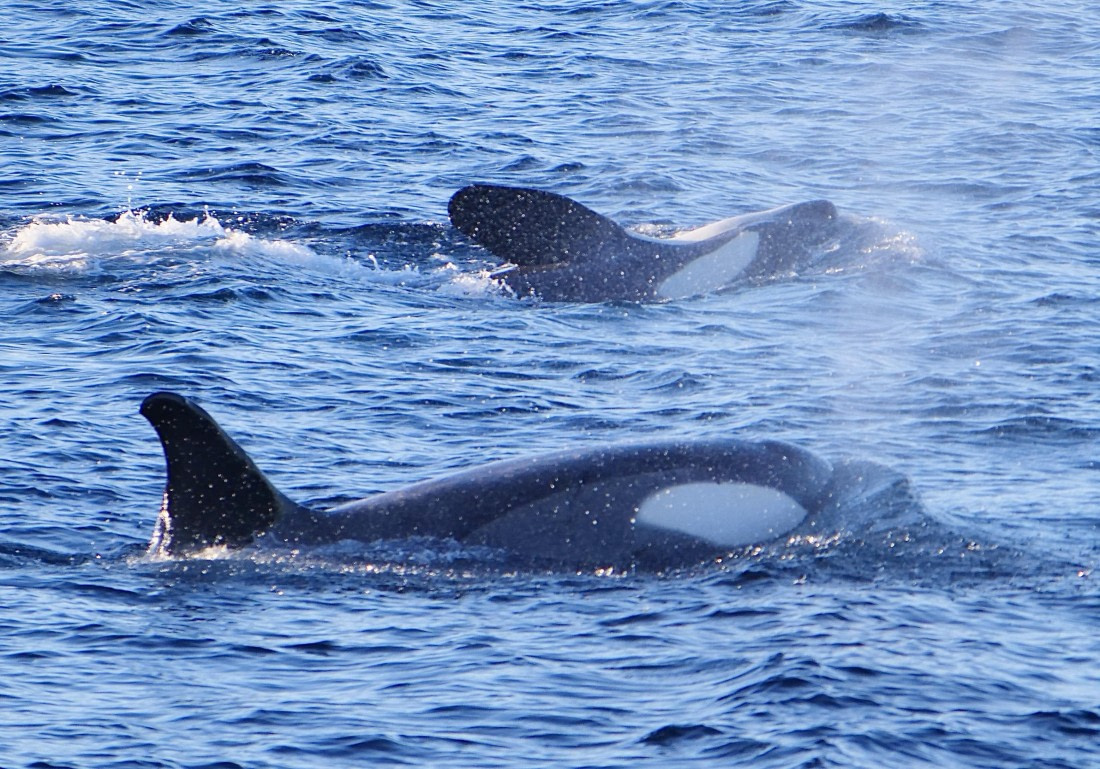 OTL24-24, Day 5, P1092683 © Unknown photographer - Oceanwide Expeditions.jpg