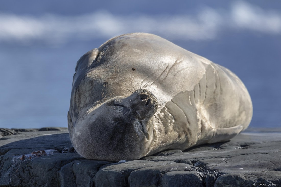 OTL24-24, Day 5, Weddell seal - dive site © Sara Jenner - Oceanwide Expeditions.jpg