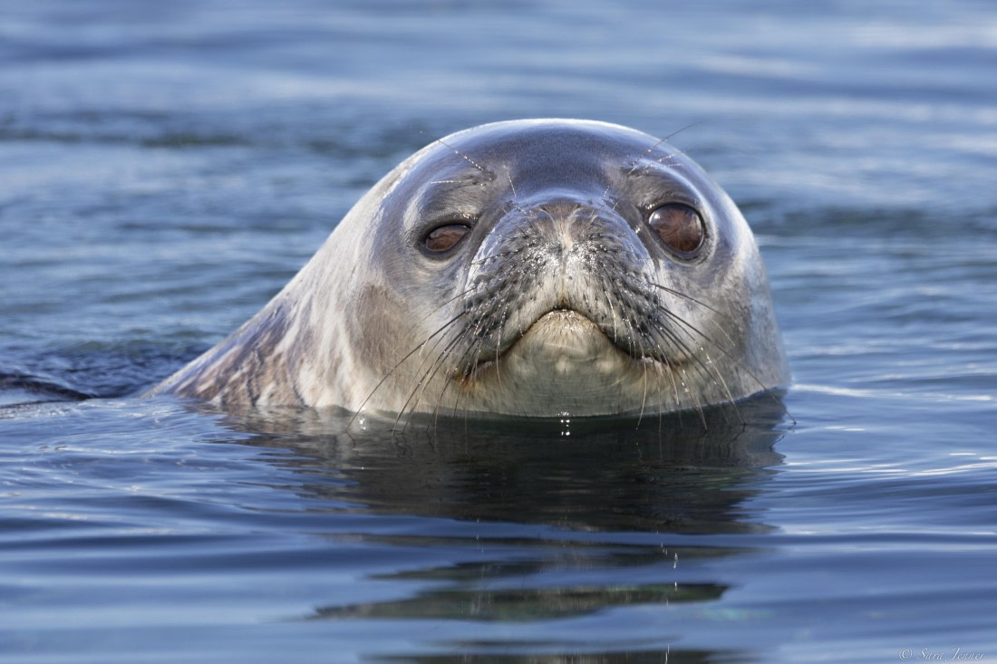 OTL24-24, Day 5, Weddell seal - dive site 1 © Sara Jenner - Oceanwide Expeditions.jpg