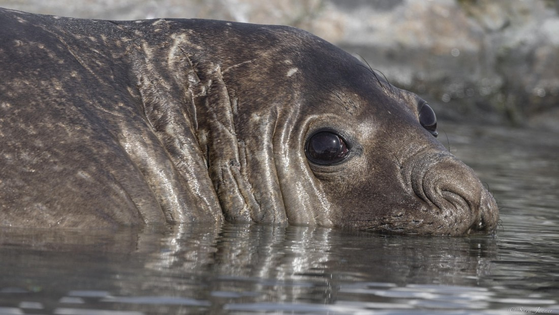 OTL24-24, Day 6, Elephant seal in the water 1 © Sara Jenner - Oceanwide Expeditions.jpg