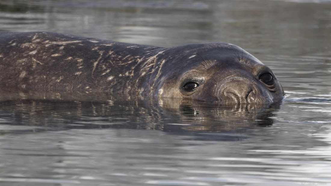 OTL24-24, Day 6, Elephant seal in the water 2 © Sara Jenner - Oceanwide Expeditions.jpg