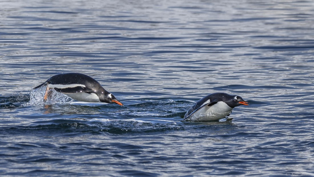 OTL24-24, Day 6, Gentoos © Sara Jenner - Oceanwide Expeditions.jpg