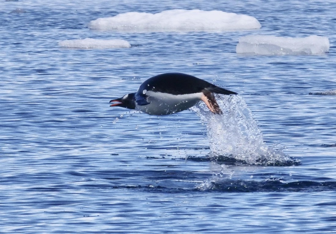 OTL24-24, Day 6, P1102850 © Unknown photographer - Oceanwide Expeditions.jpg