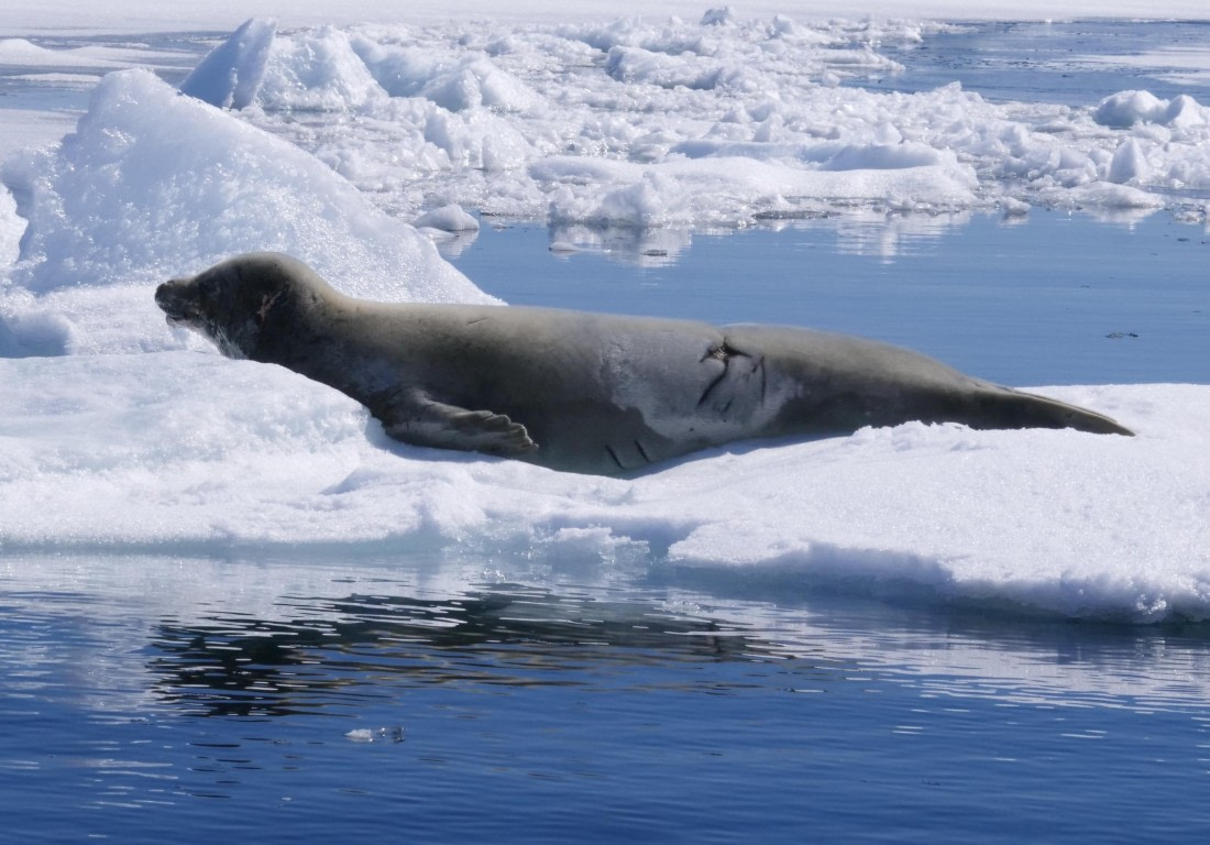 OTL24-24, Day 6, P1102877 © Unknown photographer - Oceanwide Expeditions.jpg